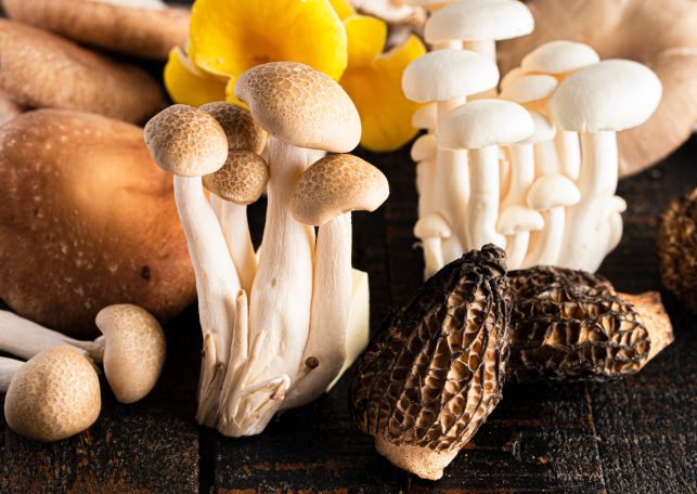 MYKOTHERAPIE MYKOTHERAPIE